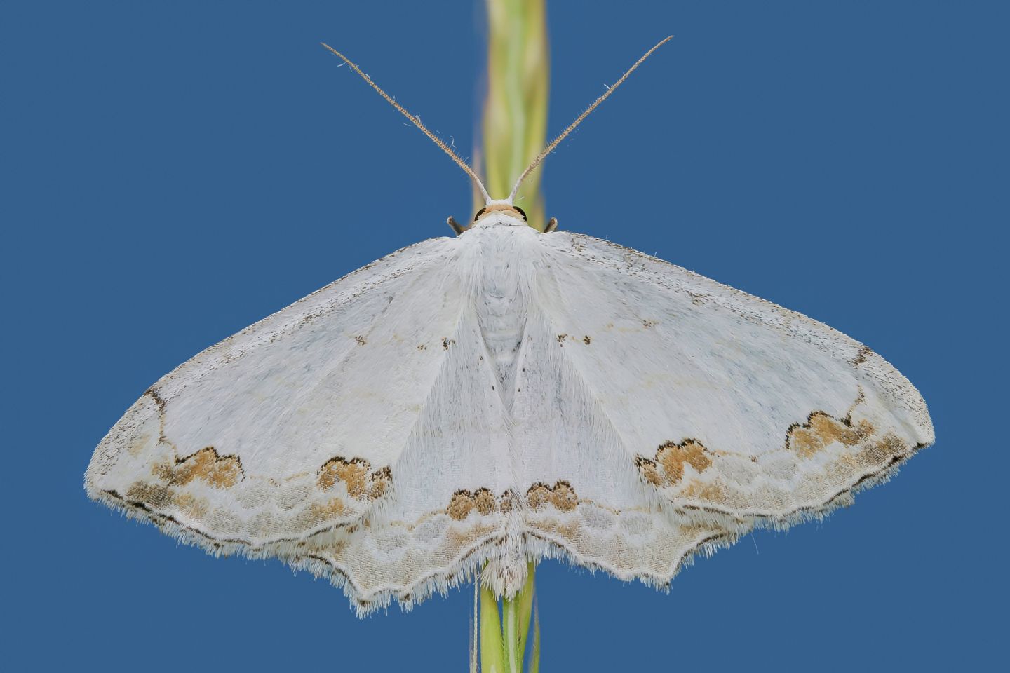 Geometridae - Scopula ornata